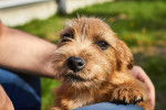 Photo Norwich Terrier
