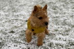Un Norwich Terrier  marchant sur une surface enneigée et portant un manteau pour chien