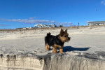 Un Norwich Terrier  sur une surface sableuse