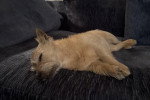 Un Norwich Terrier  allongé sur un canapé et semblant dormir