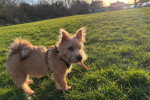 Un Norwich Terrier  sur un terrain herbeux et regardant vers la caméra