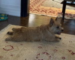 Un Norwich Terrier  allongé sur un tapis 