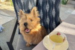 Un Norwich Terrier assis sur une chaise et ayant la gueule ouverte