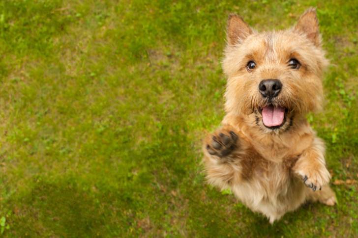 Photo Norwich Terrier