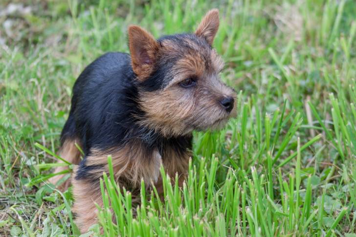 Photo Norwich Terrier