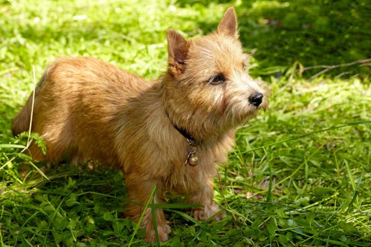 Photo Norwich Terrier