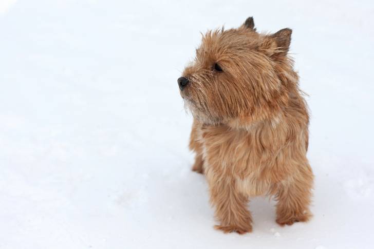 Photo Norwich Terrier