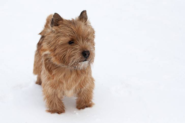 Photo Norwich Terrier