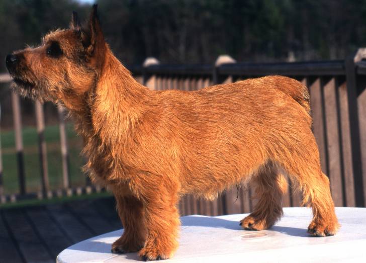 Photo Norwich Terrier