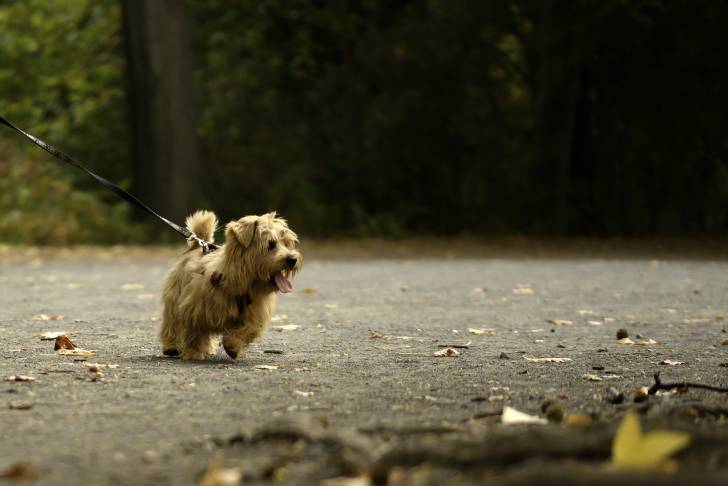 Photo Norwich Terrier