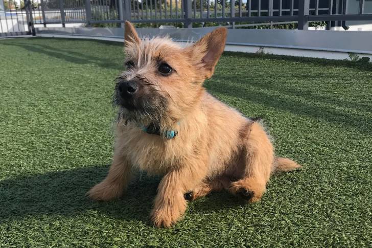 Un Norwich Terrier assis sur une surface gazonnée et portant un collier autour du cou