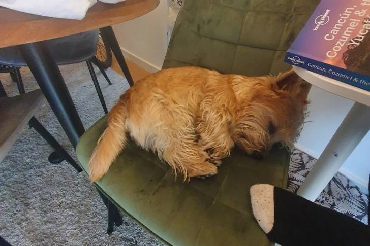 Un Norwich Terrier  allongé sur une chaise