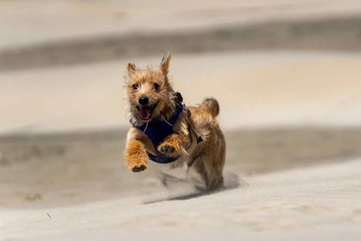 Un Norwich Terrier  courant sur une sableuse et portant un harnais