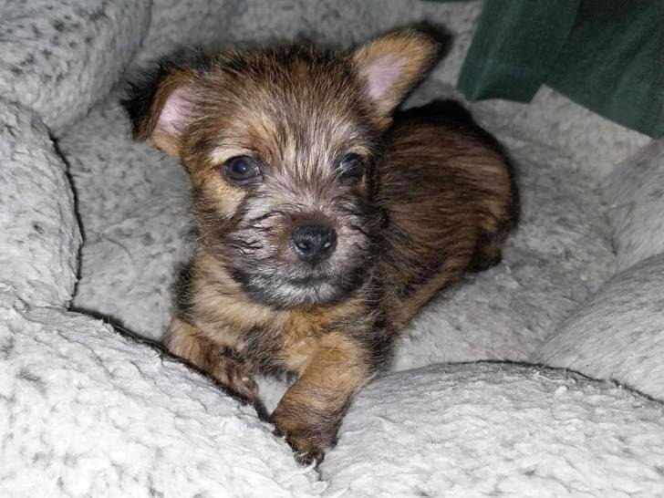 Un Norwich Terrier  allongé dans un panier