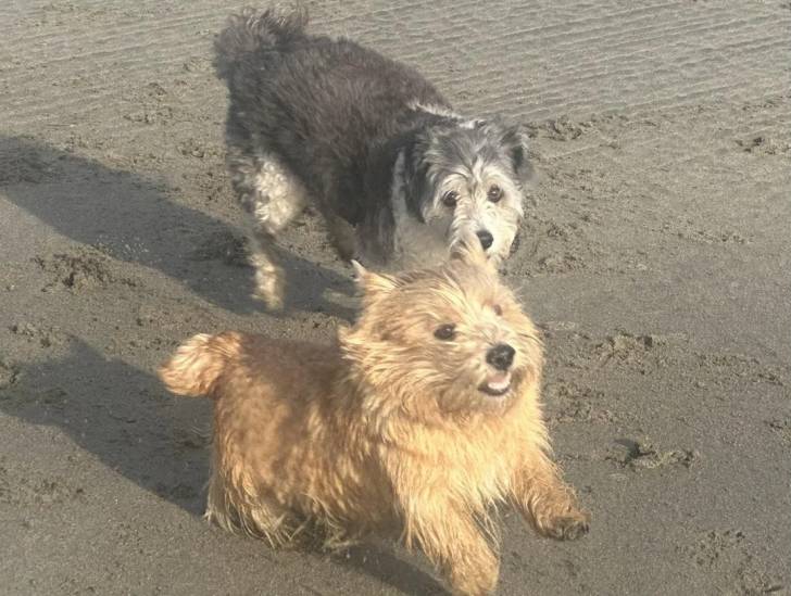 Deux Norwich Terrier  sur une surface sableuse