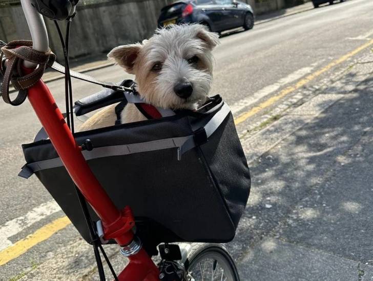 Un Norwich Terrier  dans le porte-bagages d'un vélo