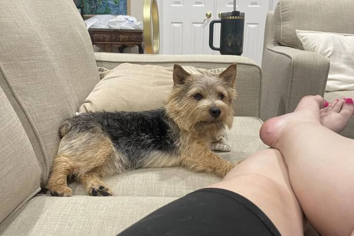 Un Norwich Terrier  allongé sur un canapé