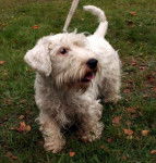 Photo Sealyham Terrier