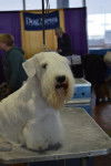Photo Sealyham Terrier