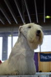 Photo Sealyham Terrier