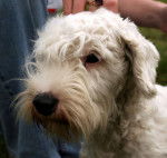 Photo Sealyham Terrier