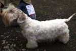 Photo Sealyham Terrier