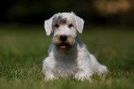 Photo Sealyham Terrier