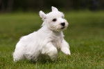Photo Sealyham Terrier