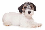 Photo Sealyham Terrier