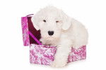 Photo Sealyham Terrier