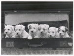 Photo Sealyham Terrier