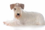 Photo Sealyham Terrier