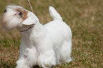 Photo Sealyham Terrier