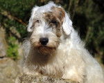 Photo Sealyham Terrier