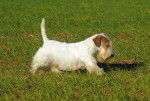Photo Sealyham Terrier