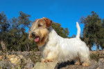 Photo Sealyham Terrier