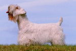 Photo Sealyham Terrier