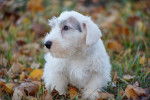 Photo Sealyham Terrier