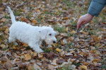 Photo Sealyham Terrier