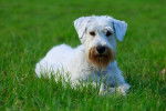 Photo Sealyham Terrier