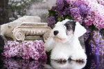 Photo Sealyham Terrier