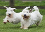 Photo Sealyham Terrier