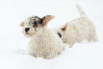 Photo Sealyham Terrier