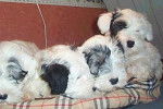 Sealyham Terrier - Sealyham Terrier