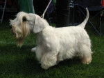 Photo Sealyham Terrier