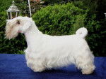 Photo Sealyham Terrier