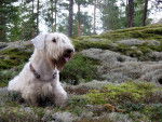 Photo Sealyham Terrier