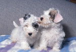 Photo Sealyham Terrier