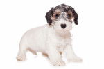 Photo Sealyham Terrier