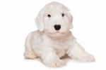 Photo Sealyham Terrier